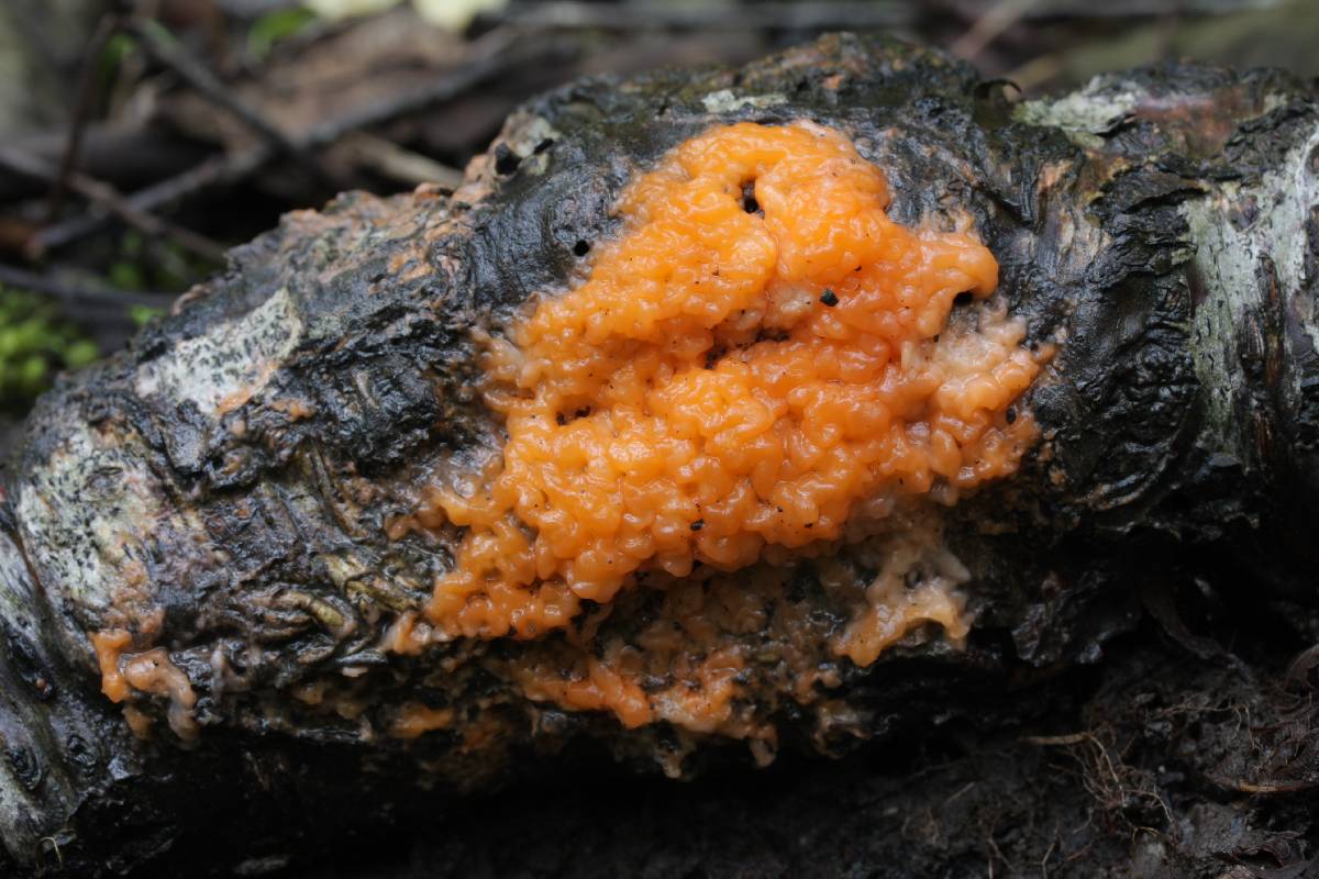 Fusicolla merismoides thumbnail