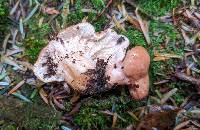 Hypomyces lateritius image