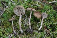 Inocybe lacera image
