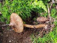 Inocybe napipes image