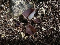 Peziza violacea image