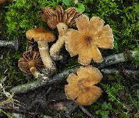 Cortinarius distans image
