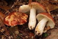 Russula vinacea image