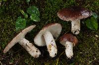 Russula brunneola image