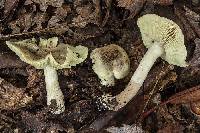 Tricholoma palustre image