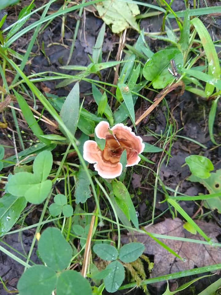 Podoscypha
