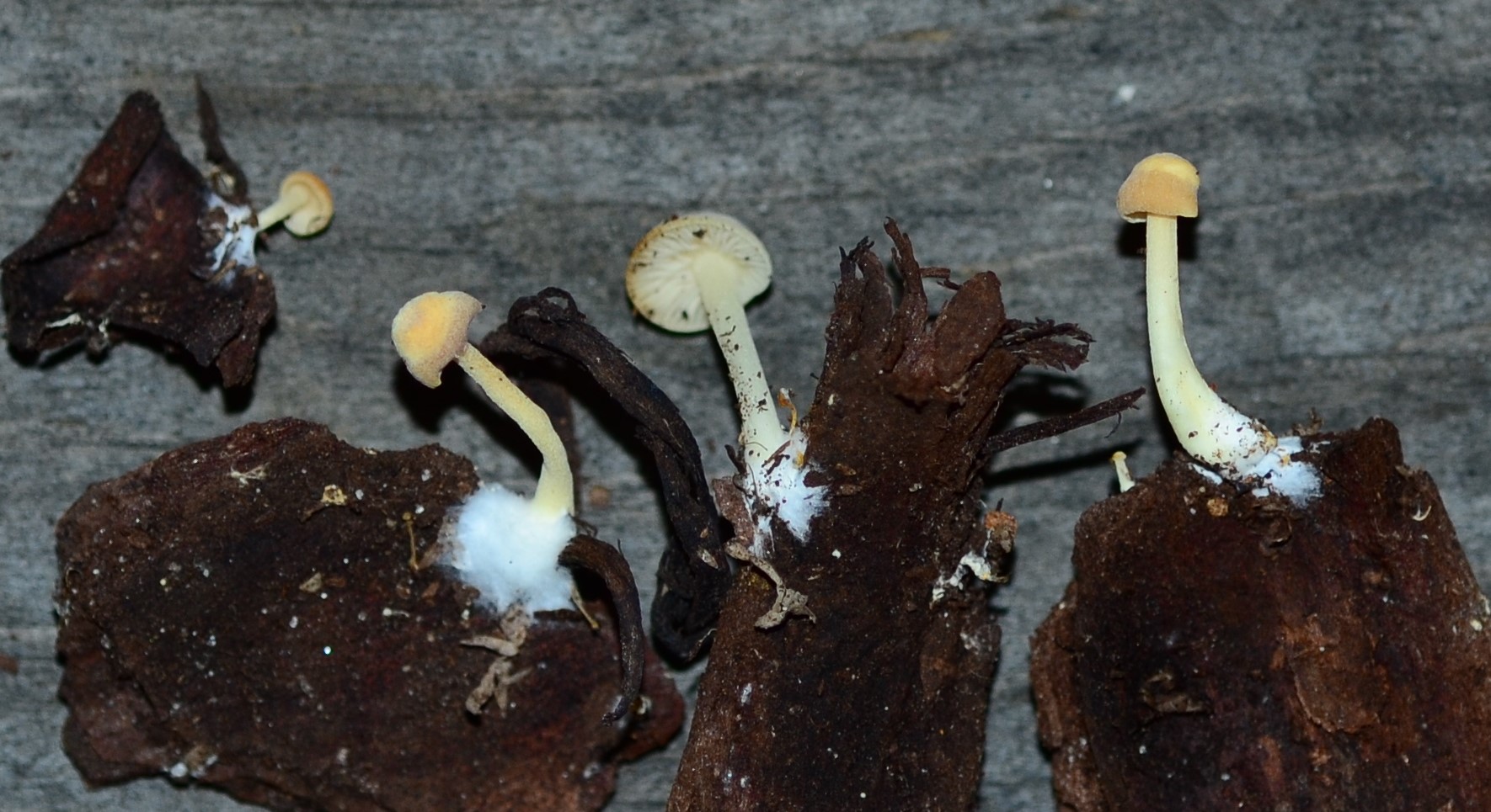 Lactocollybia thumbnail