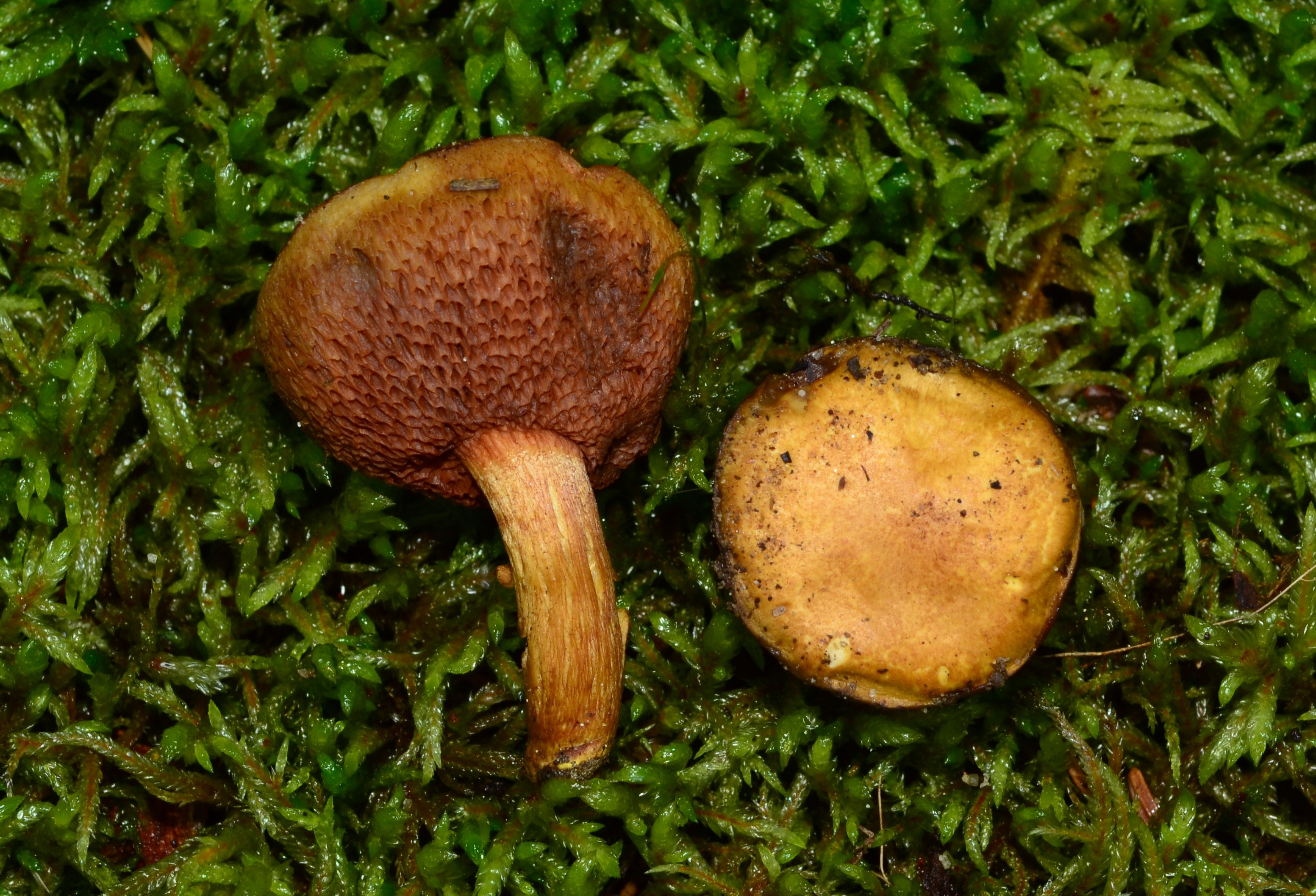 Chalciporus piperatoides thumbnail