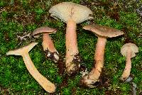 Lactarius helvus image