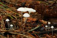 Hemimycena gracilis image