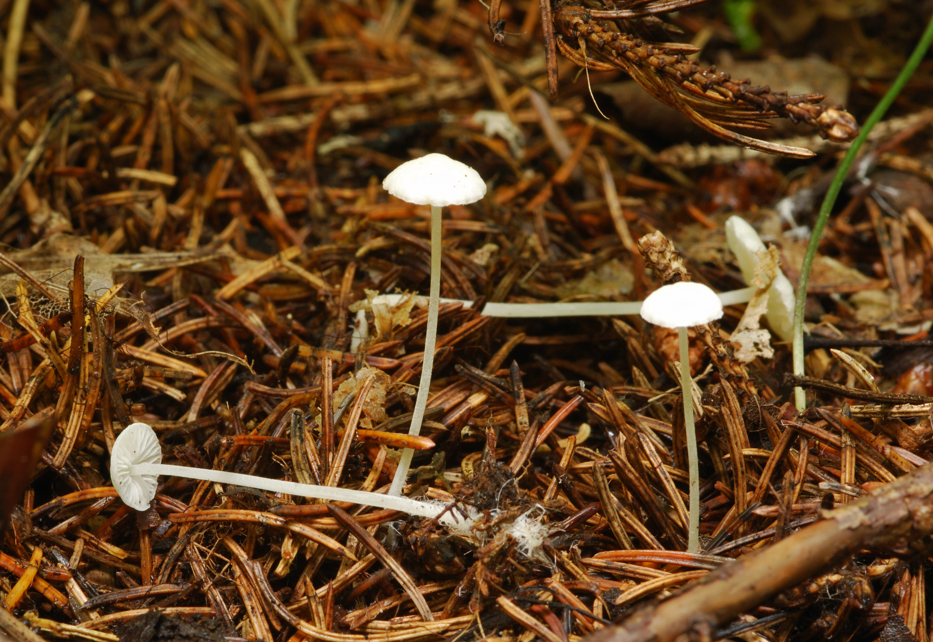 Hemimycena pseudolactea