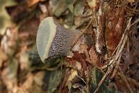 Gomphus clavatus image