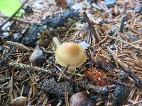 Inocybe occulta image