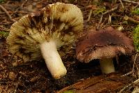 Russula brunneola image
