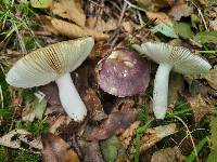 Russula viridibrunnea image