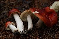Russula subtenuiceps image