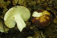 Russula brunneola image