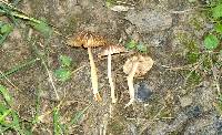 Inocybe subradiata image