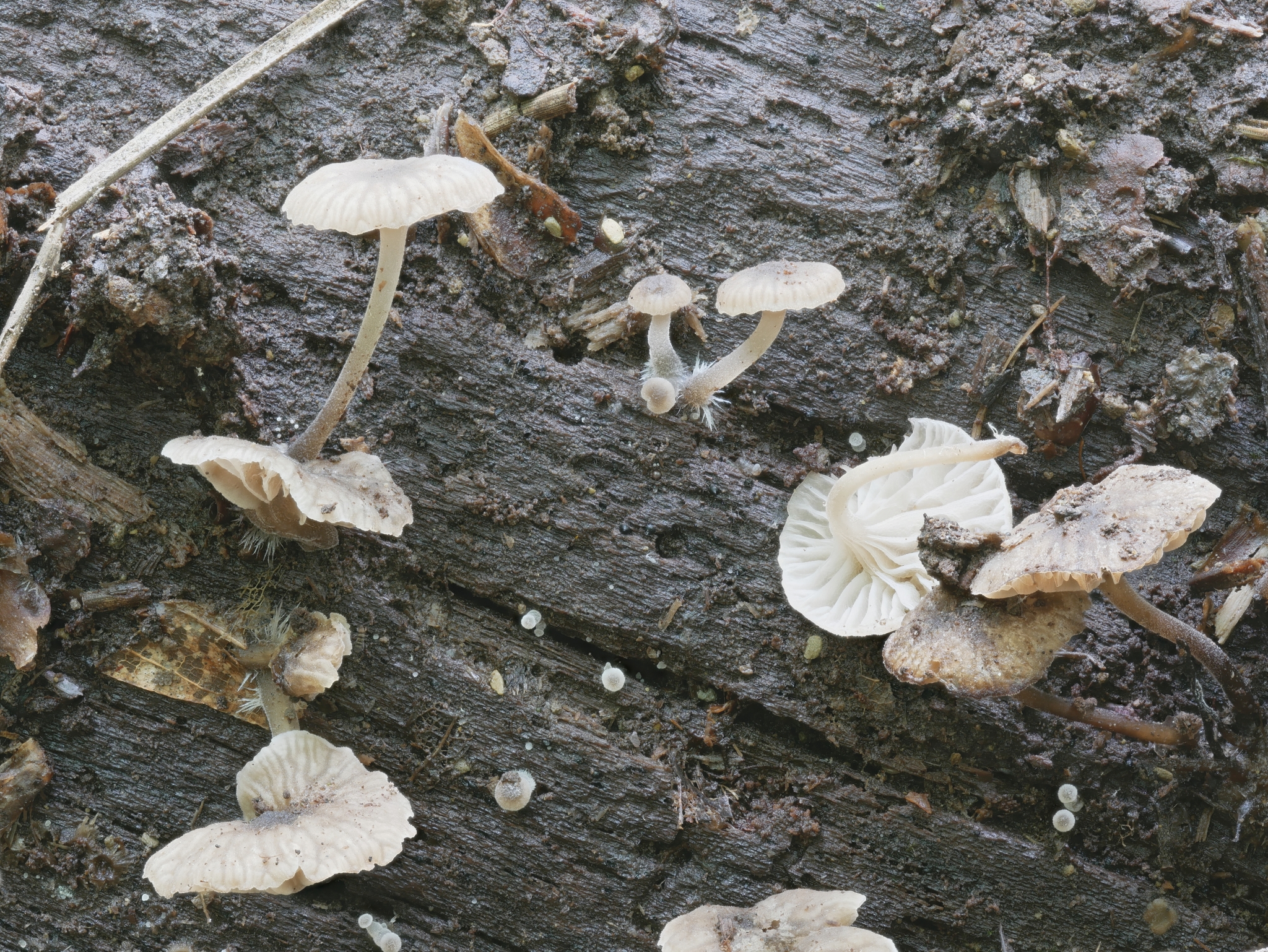 Phloeomana