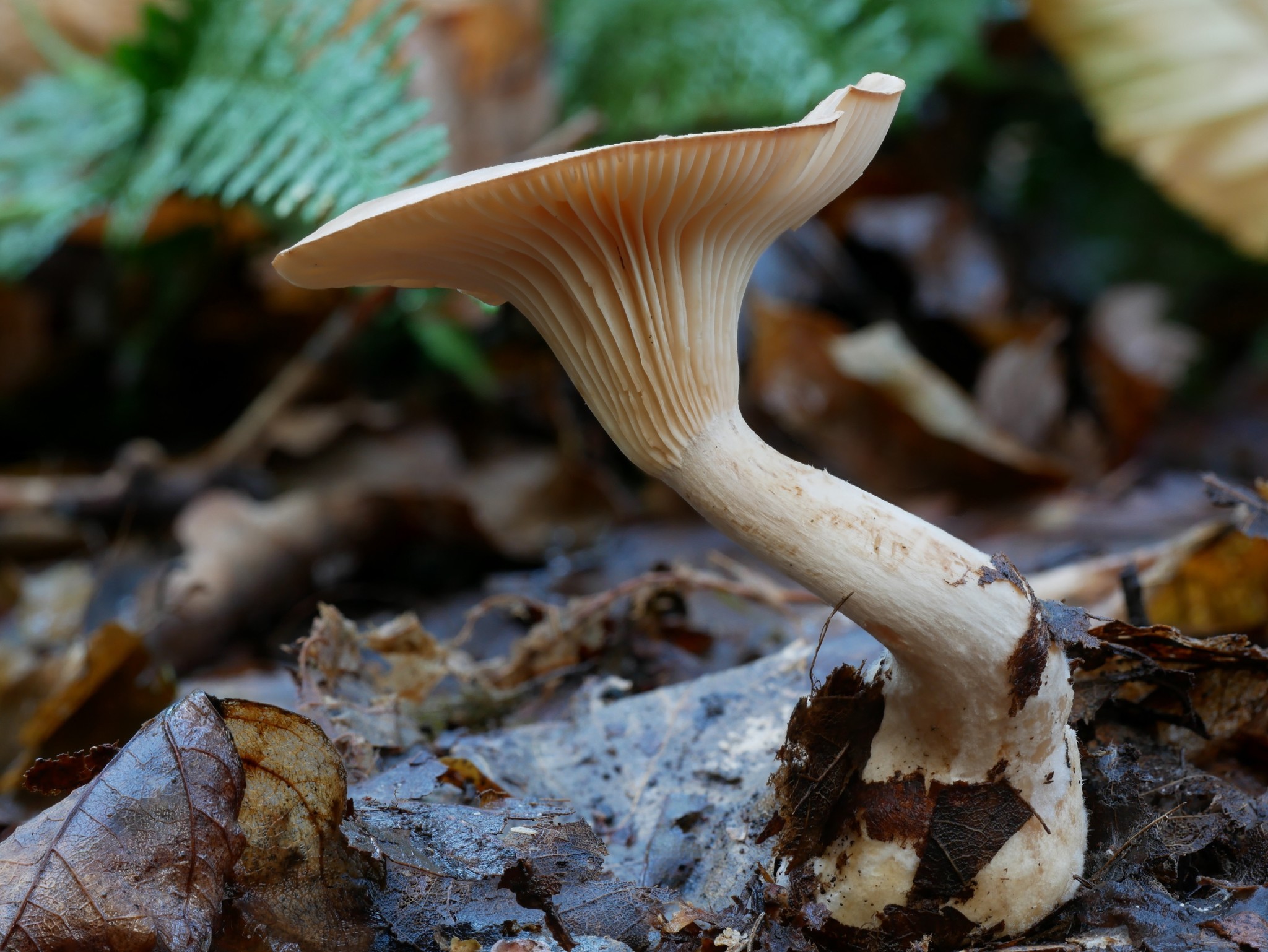 Hygrophoraceae thumbnail