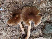 Inocybe subradiata image