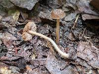 Inocybe subradiata image