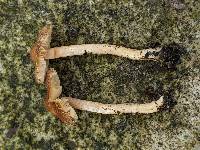 Inocybe plurabellae image