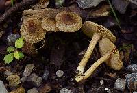 Inocybe plurabellae image