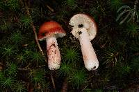 Image Associated With the Occurrence