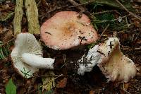 Russula montana image