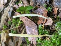 Clavaria subfalcata image