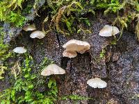 Crepidotus uber image