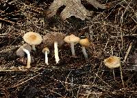 Inocybe occulta image