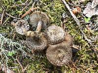 Inocybe bufonia image