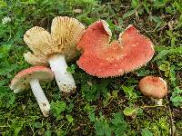 Russula fastigiata image