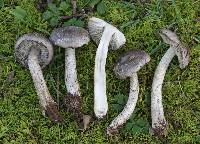 Tricholoma atrodiscum image