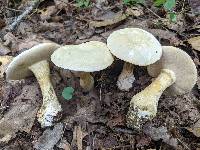 Tylopilus intermedius image