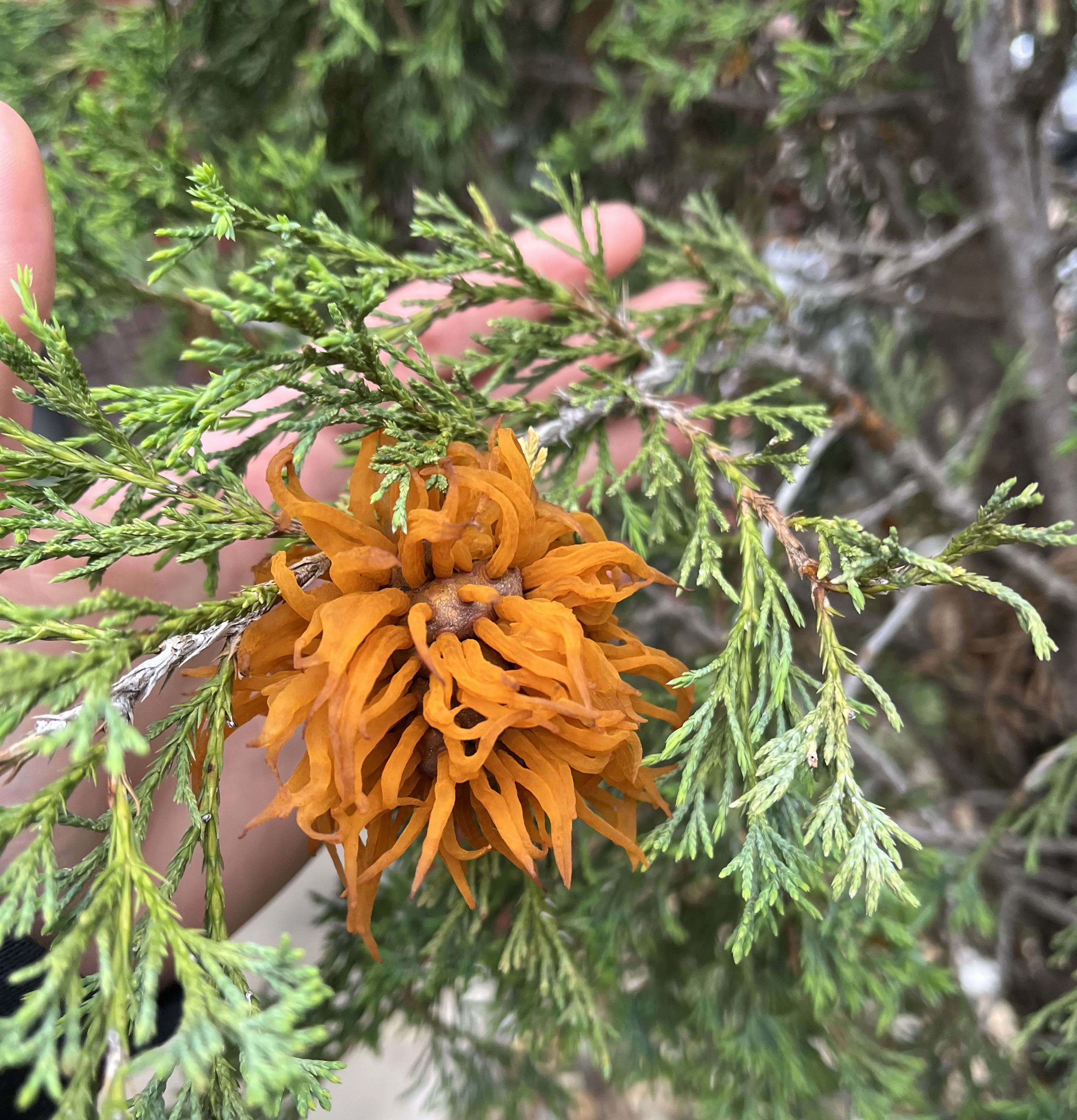 Gymnosporangium juniperi-virginianae thumbnail