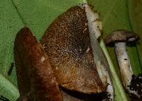 Tricholoma michiganense image