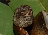 Tricholoma michiganense image