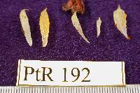 Mucronella bresadolae image