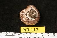 Agaricus rutilescens image