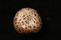 Agaricus rutilescens image