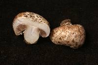 Agaricus rutilescens image