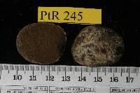 Rhizopogon salebrosus image