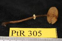 Conocybe vexans image