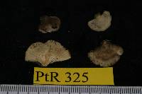 Hohenbuehelia atrocoerulea image