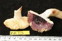 Russula lilacea image