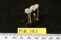 Mycena speirea image