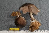 Pluteus magnus image